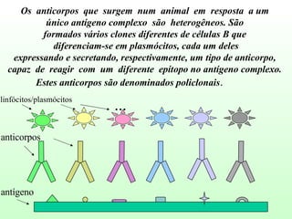 Os  anticorpos  que  surgem  num  animal  em  resposta  a um  único antígeno complexo  são  heterogêneos. São  formados vários clones diferentes de células B que  diferenciam-se em plasmócitos, cada um deles expressando e secretando, respectivamente, um tipo de anticorpo,  capaz  de  reagir  com  um  diferente  epítopo no antígeno complexo.  Estes anticorpos são denominados policlonais .  linfócitos/plasmócitos ... anticorpos antígeno 