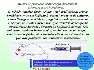 O  método  envolve  fusão  celular  (ou hibridização de células somáticas), entre um linfócito B  normal  produtor de anticorpo e uma linhagem de  mieloma , seguindo-se subsequentemente  a  seleção  de  células  fusionadas  que  secretem anticorpo da  especificidade desejada , derivada do linfócito B normal. Tais linhagens  celulares imortalizadas, produtoras  de  anticorpos  e derivados de fusões, são chamadas hibridomas. Os anticorpos que  elas  produzem  são  anticorpos  monoclonais Método de produção de anticorpo monoclonal  (tecnologia dos hibridomas) Antígeno X Os monoclo- nais têm sido  produzidos prin- cipalmente em camundongos. Veja a seguir Células do baço isoladas de camundongo imunizado com antígeno X. 