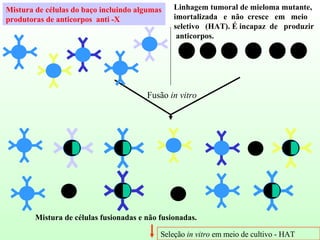 Mistura de células do baço incluindo algumas produtoras de anticorpos  anti -X Linhagem tumoral de mieloma mutante,  imortalizada  e  não  cresce  em  meio seletivo  (HAT). É incapaz  de  produzir  anticorpos. Fusão  in vitro Mistura de células fusionadas e não fusionadas. Seleção  in vitro  em meio de cultivo - HAT 