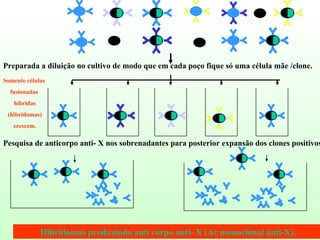 Pesquisa de anticorpo anti- X nos sobrenadantes para posterior expansão dos clones positivos. Hibridomas produzindo anti corpo anti- X (Ac monoclonal anti-X). . Somente células fusionadas híbridas (hibridomas) crescem. Preparada a diluição no cultivo de modo que em cada poço fique só uma célula mãe /clone. 