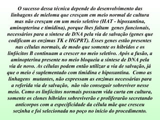 O sucesso dessa técnica depende do desenvolvimento das linhagens de mieloma que cresçam em meio normal de cultura mas não cresçam em um meio seletivo (HAT - hipoxantina, aminopterina e timidina), porque lhes faltam  genes funcionais, necessários para a síntese de DNA pela via de salvação (genes que codificam as enzimas TK e HGPRT). Esses genes estão presentes nas células normais, de modo que somente os híbridos e os linfócitos B continuam a crescer no meio seletivo. Após a fusão, a aminopterina presente no meio bloqueia a síntese de DNA pela via de novo. As células podem então utilizar a via de salvação, já que o meio é suplementado com timidina e hipoxantina.  Como as  linhagens  mutantes, não expressam as enzimas necessárias para a referida via de salvação,  não vão conseguir sobreviver nesse meio. Como os linfócitos normais possuem vida curta em cultura, somente os clones híbridos sobreviverão e proliferarão secretando anticorpos com a especificidade da célula mãe que cresceu sozinha e foi selecionada no poço no início do procedimento. 