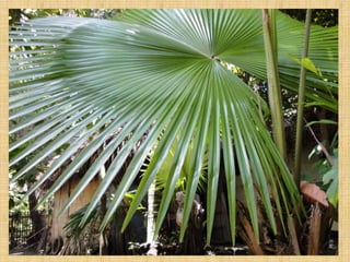 Ap 4   pambansang sagisag