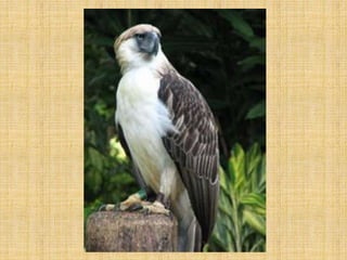 Ap 4   pambansang sagisag