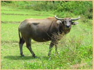 Ap 4   pambansang sagisag