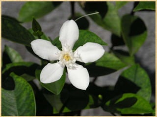 Ap 4   pambansang sagisag