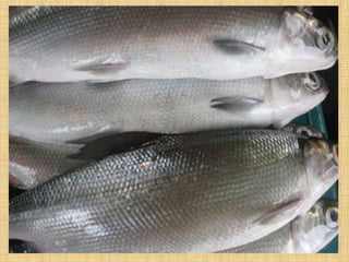 Ap 4   pambansang sagisag