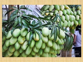 Ap 4   pambansang sagisag