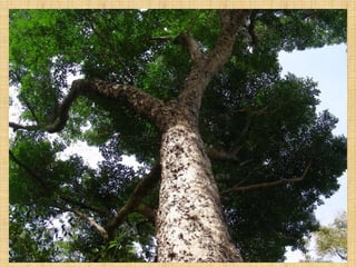 Ap 4   pambansang sagisag