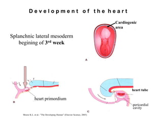 Mesodermal Heart Embryology powerpoints | PDF
