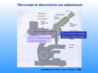 Microscópio de fluorescência com epiluminação (modificado de Stites, Terr e Parslow, 2000) luz UV atinge o ma- terial examinado fluorescência emitida  chega ao observador 