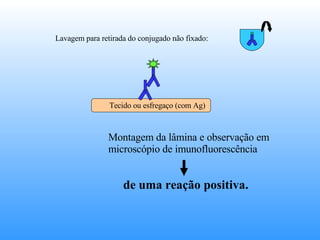 Lavagem para retirada do conjugado não fixado:  Montagem da lâmina e observação em microscópio de imunofluorescência de uma reação positiva. Tecido ou esfregaço (com Ag) 