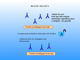 REAÇÃO  NEGATIVA Adição de soro  teste que não contem anticorpos específicos para o antígeno  em questão Lavagem para retirada de anticorpos não fixados:  Adição de anti-Ac conjugado com fluorocromo:  Tecido ou esfregaço (com Ag)  Tecido ou esfregaço (com Ag)  