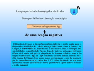 Lavagem para retirada dos conjugados  não fixados:  Montagem da lâmina e observação microscópica  de uma reação negativa Utilização da técnica:  a  imunofluorescência indireta é  muito  usada  para  o  diagnóstico  sorológico  de  várias  doenças  infecciosas  como  a  Doença  de  Chagas, a  SIDA/AIDS, as  hepatites etc. É uma técnica onde se consegue  alta sensibilidade e  especificidade. Apesar de poder detectar anticorpos IgM espe- cíficos, ela é  muito  útil  para o  diagnóstico de  doenças  crônicas,  onde a  de- tecção de anticorpos  IgG ou  IgA confirma a suspeita  clínica, como na refe- rida Doença de Chagas. Tem  como  maior  desvantagem  o uso do  microscó- pio de  imunofluorescência,  cuja a  luz  é  UV,  além  do fato de  ser  um  teste qualitativo ou semi-quantitativo e nunca quantitativo  (quem detecta a reação é o olho humano).  Tecido ou esfregaço (com Ag) 