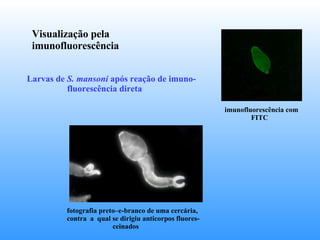 Visualização pela imunofluorescência Larvas de  S. mansoni  após reação de imuno- fluorescência direta imunofluorescência com FITC fotografia preto–e-branco de uma cercária, contra  a  qual se dirigiu anticorpos fluores- ceinados 