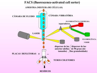 FACS (fluorescence-activated cell sorter) AMOSTRA (MISTURA DE CÉLULAS) CÂMARA DE FLUIDO CÂMARA VIBRATÓRIA LASER + _ PLACAS  DEFLETORAS TUBOS COLETORES RESÍDUOS FLUORESCÊNCIA VERMELHA FLUORESCÊNCIA VERDE dispersor de luz  anterior (define  tamanho) dispersor de luz de 90 graus (de-  fine granulosidade)  separadores 