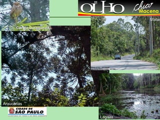 DIVERSIDADE BIOLÓGICA Araucárias Matas Lagoas Coruja-buraqueira 