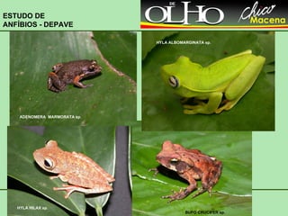 ADENOMERA  MARMORATA sp. ESTUDO DE ANFÍBIOS - DEPAVE BUFO CRUCIFER sp. HYLA ALBOMARGINATA sp. HYLA HILAX sp. 
