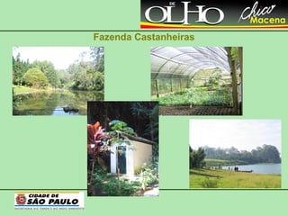 Fazenda Castanheiras 
