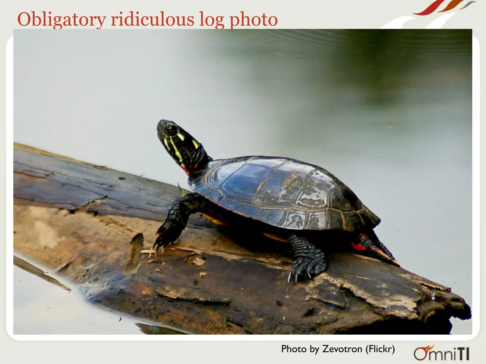 Obligatory ridiculous log photo




                                  Photo by Zevotron (Flickr)
 