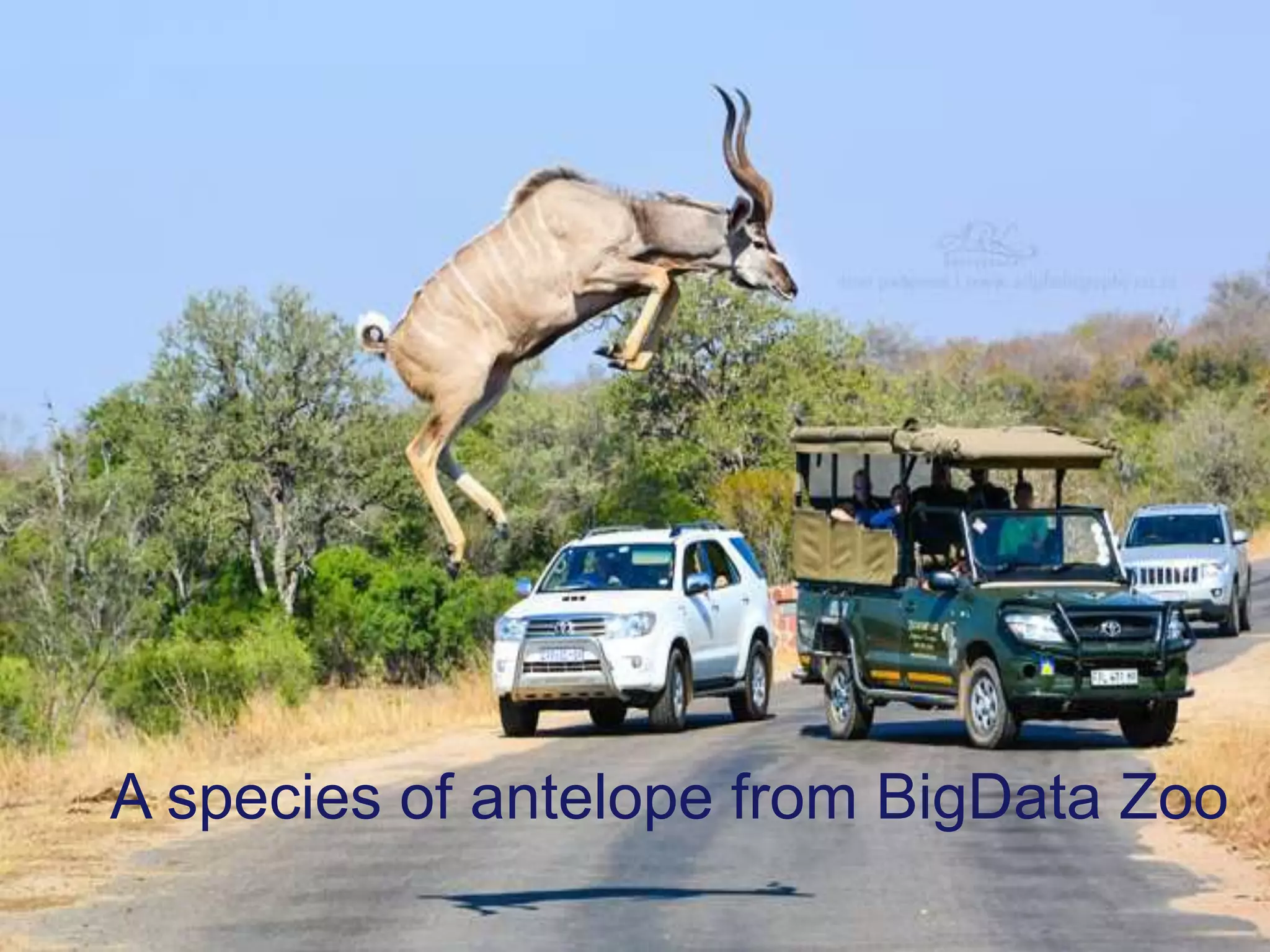A species of antelope from BigData Zoo
 