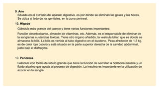 9. Ano
Situada en el extremo del aparato digestivo, es por dónde se eliminan los gases y las heces.
Se ubica al lado de los genitales, en la zona perineal.
10. Hígado
Glándula más grande del cuerpo y tiene varias funciones importantes:
Función desintoxicante, almacén de vitaminas, etc. Además, es el responsable de eliminar de
la sangre las sustancias tóxicas. Tiene otro órgano añadido, la vesícula biliar, que es donde se
almacena la bilis. La bilis es vertida al tubo digestivo en el duodeno. Pesa alrededor de 1,5 kg,
es de color rojo oscuro y está situado en la parte superior derecha de la cavidad abdominal,
justo bajo el diafragma.
10. Pancreas
Glándula con forma de lóbulo grande que tiene la función de secretar la hormona insulina y un
fluido alcalino que ayuda al proceso de digestión. La insulina es importante en la utilización de
azúcar en la sangre.
 