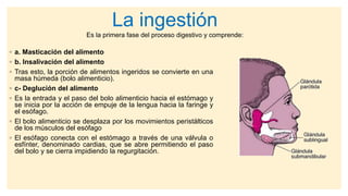 ◦ a. Masticación del alimento
◦ b. Insalivación del alimento
◦ Tras esto, la porción de alimentos ingeridos se convierte en una
masa húmeda (bolo alimenticio).
◦ c- Deglución del alimento
◦ Es la entrada y el paso del bolo alimenticio hacia el estómago y
se inicia por la acción de empuje de la lengua hacia la faringe y
el esófago.
◦ El bolo alimenticio se desplaza por los movimientos peristálticos
de los músculos del esófago
◦ El esófago conecta con el estómago a través de una válvula o
esfínter, denominado cardias, que se abre permitiendo el paso
del bolo y se cierra impidiendo la regurgitación.
La ingestión
Es la primera fase del proceso digestivo y comprende:
 