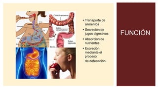 FUNCIÓN
 Transporte de
alimentos
 Secreción de
jugos digestivos
 Absorción de
nutrientes
 Excreción
mediante el
proceso
de defecación.
 
