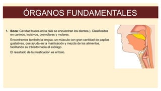 ÓRGANOS FUNDAMENTALES
1. Boca: Cavidad hueca en la cual se encuentran los dientes,). Clasificados
en caninos, incisivos, premolares y molares.
Encontramos también la lengua, un músculo con gran cantidad de papilas
gustativas, que ayuda en la masticación y mezcla de los alimentos,
facilitando su tránsito hacia el esófago.
El resultado de la masticación es el bolo.
 