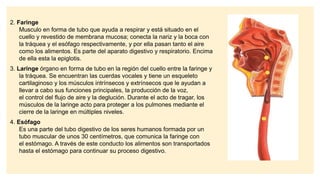 2. Faringe
Musculo en forma de tubo que ayuda a respirar y está situado en el
cuello y revestido de membrana mucosa; conecta la nariz y la boca con
la tráquea y el esófago respectivamente, y por ella pasan tanto el aire
como los alimentos. Es parte del aparato digestivo y respiratorio. Encima
de ella esta la epiglotis.
3. Laringe órgano en forma de tubo en la región del cuello entre la faringe y
la tráquea. Se encuentran las cuerdas vocales y tiene un esqueleto
cartilaginoso y los músculos intrínsecos y extrínsecos que le ayudan a
llevar a cabo sus funciones principales, la producción de la voz,
el control del flujo de aire y la deglución. Durante el acto de tragar, los
músculos de la laringe acto para proteger a los pulmones mediante el
cierre de la laringe en múltiples niveles.
4. Esófago
Es una parte del tubo digestivo de los seres humanos formada por un
tubo muscular de unos 30 centímetros, que comunica la faringe con
el estómago. A través de este conducto los alimentos son transportados
hasta el estómago para continuar su proceso digestivo.
 