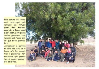 Pels camins de l’itina-
rari recorregut pels
voltants de Vinyols
(camí dels Matxos,
camí de la Roca, camí
Sant Joan…) s’hi poden
trobar garrofers cen-
tenaris amb “soca úni-
ca” que els fa particu-
lars.
Antigament la garrofa
no valia res. Ara, de la
llavor se’n fan cosmè-
tics i productes far-
macèutics que perme-
ten al pagès guanyar-
s’hi bé la vida.
 