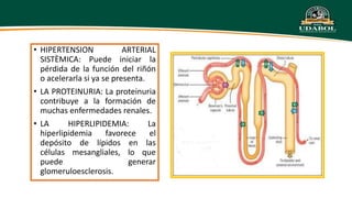 Irc Ruma Apa APA FISIO - IRC.pptx