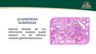Irc Ruma Apa APA FISIO - IRC.pptx