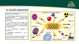 Irc Ruma Apa APA FISIO - IRC.pptx
