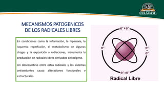 Irc Ruma Apa APA FISIO - IRC.pptx