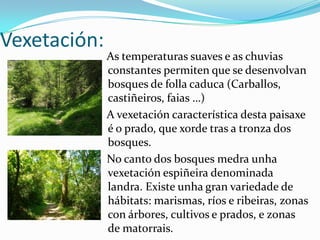 Vexetación:As temperaturas suaves e as chuvias constantes permiten que se desenvolvan bosques de folla caduca (Carballos, castiñeiros, faias …)A vexetación característica desta paisaxe é o prado, que xorde tras a tronza dos bosques.   No canto dos bosques medra unha vexetación espiñeira denominada landra.Existe unha gran variedade de hábitats: marismas, ríos e ribeiras, zonas con árbores, cultivos e prados, e zonas de matorrais. 