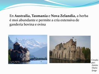En Australia, Tasmania e Nova Zelandia, a herba é moi abundante e permite a cría extensiva de gandería bovina e ovinaCreado por:·Antón·Darío·Jorge