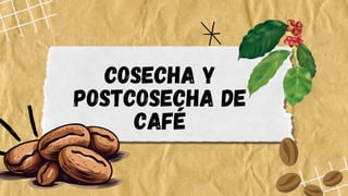 COSECHA Y
POSTCOSECHA DE
CAFÉ
 