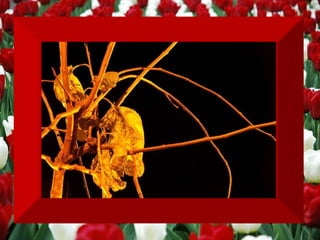 Apaixone-se  PELA IDÉIA DE SER VERDADEIRAMENTE FELIZ .  Felicidade encontra-se de sobra nas prateleiras de  seus recursos interiores. 