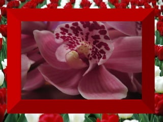 Apaixone-se  PELA DANÇA DA VIDA ,  que está sempre em movimento dentro da gente,  mas que, por defesas nós teimamos em algemar . 