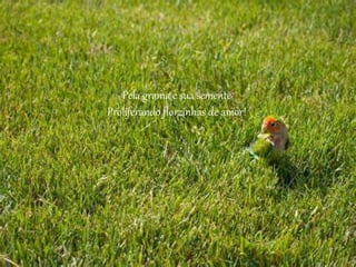 Pela grama e sua semente
Proliferando florzinhas de amor!
 