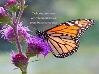 Cachoeiras imensas
vertentes minúsculas
pelas lindas borboletas
 