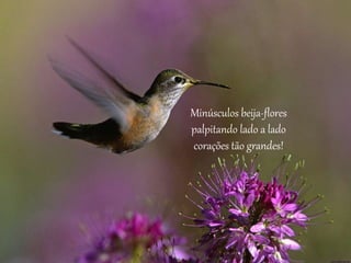 Minúsculos beija-flores
palpitando lado a lado
corações tão grandes!
 