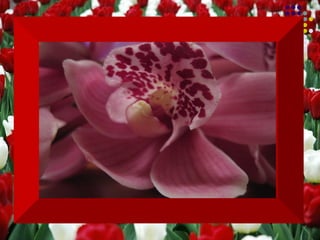 Aprendi  que perdoar exige muita prática. Que há muita gente que gosta de mim,  mas não consegue expressar isso. 