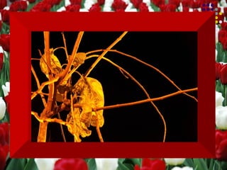 Que jamais posso dizer a uma criança  que seus sonhos são impossíveis,  pois seria uma tragédia para o mundo  se eu conseguisse convencê-la disso. 