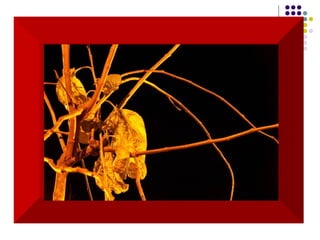 Que jamais posso dizer a uma criança  que seus sonhos são impossíveis,  pois seria uma tragédia para o mundo  se eu conseguisse convencê-la disso. 