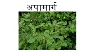 Apamarga.pptx - Achyranthus aspera pptx. | PPTX