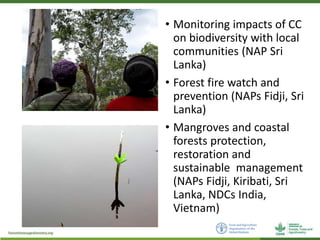Addressing Forestry and Agroforestry in National Adaptation Plans