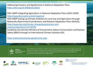 Addressing Forestry and Agroforestry in National Adaptation Plans