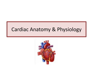 Cardiac Anatomy & Physiology
 