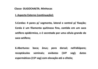 Classe OLIGOCHAETA. Minhocas

I- Aspecto Externo (continuação):

5.Cerdas: 4 pares p/ segmento, lateral e ventral p/ fixação;
Cerda é um filamento quitinoso fino, contido em um saco
setífero epidérmico, e é secretado por uma célula grande do
saco setífero;


6.Aberturas:     boca;   ânus;   poro   dorsal;   nefridióporo;
receptáculos     seminais;   ovidutos    (14º     seg);   dutos
espermáticos (15º seg) com elevação até o clitelo;
 